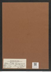 Isthmiella lindigiana (Grun. et Eul.) De-Toni (de-Toni-Nr.: Genus 116, Species 3328) Zeichnungen Sammlung Grunow Mappe 03541 (Herbarium_W_Grunow_drawings_Folder_03541)